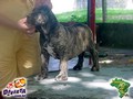 In Memorian - Fila Brasileiro Filhotes -  Canil Singular - Filhos Bridanino